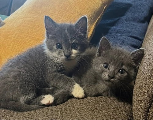 Milo and Stich