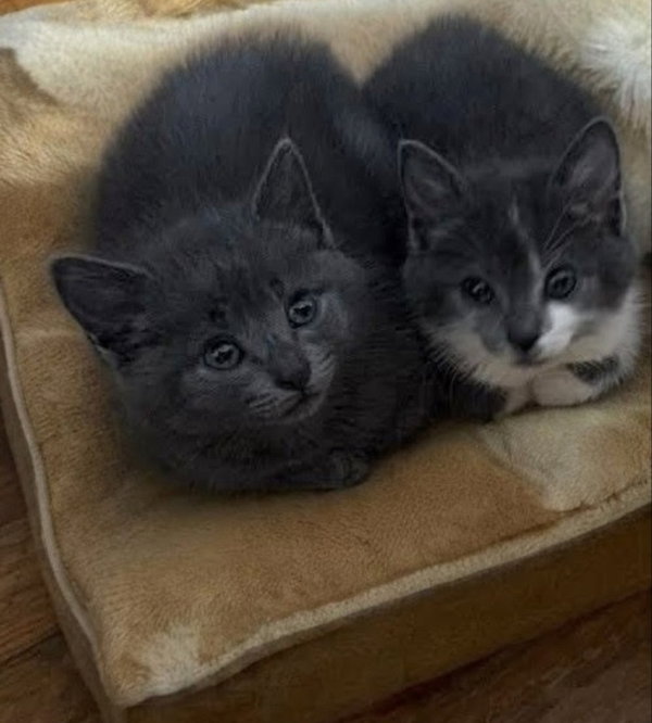 Milo and Stich