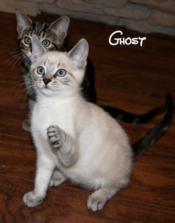 Ghost