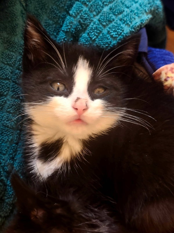 Milo