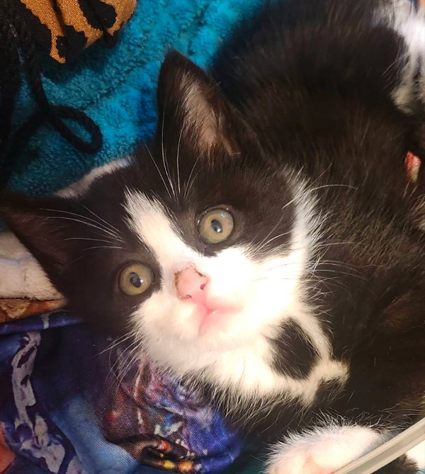 Milo