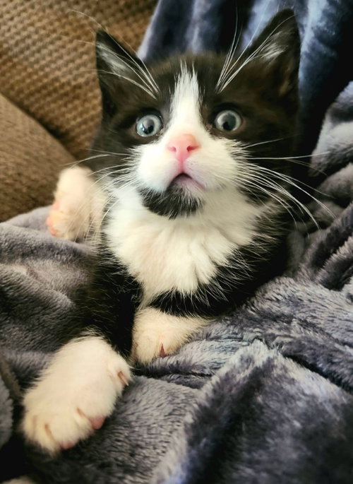 Mochi