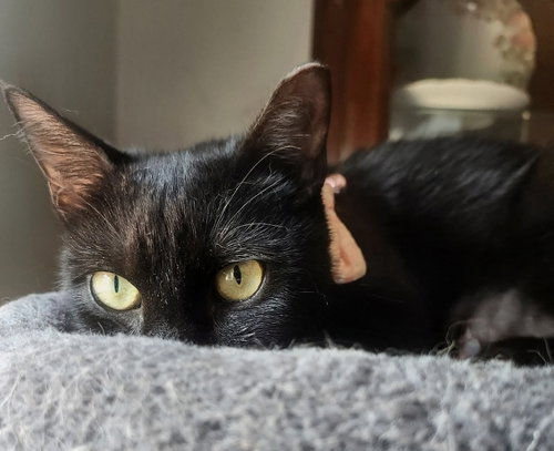 Ebony photo 3