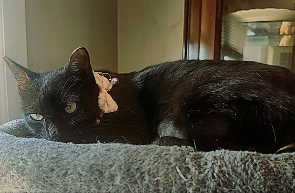 Ebony
