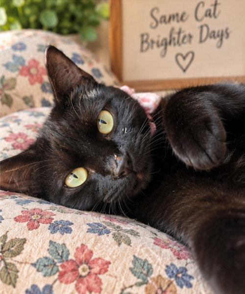 Ebony ( Bobtail ), a cat for adoption from Happy Paws Kitten Rescue