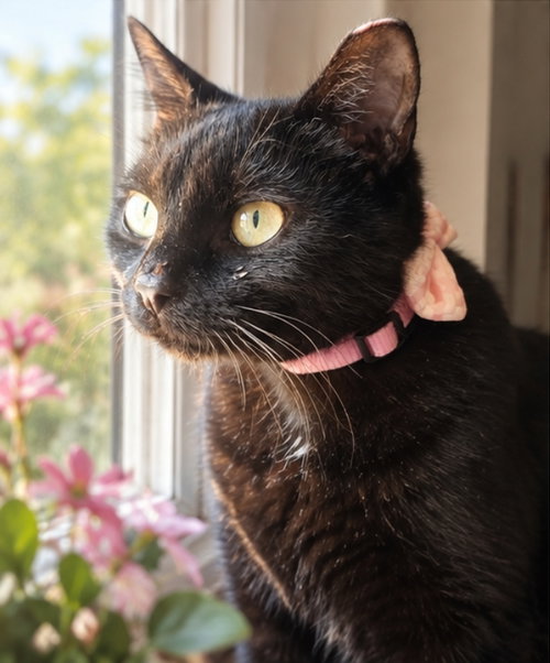 Photo 3 of Ebony ( Bobtail )