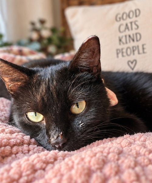 Photo 4 of Ebony ( Bobtail )