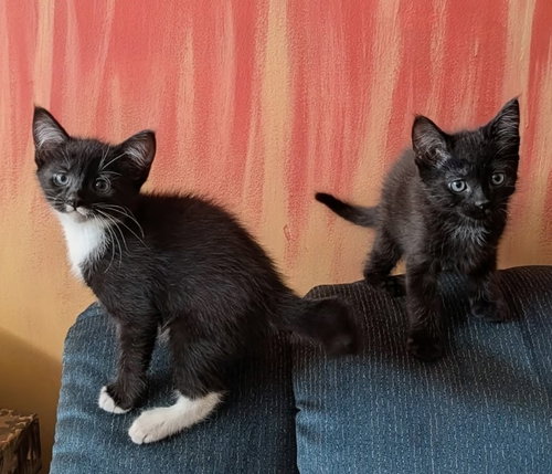 Zacheus & Zyllus