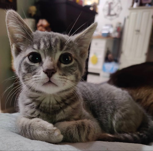 Kora