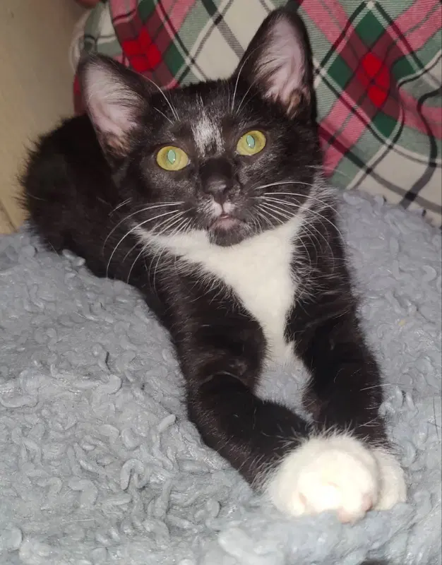 Tuxee Bear - Tuxedo