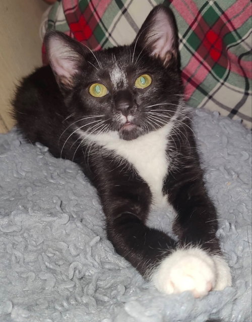 Tuxee Bear