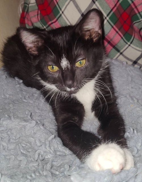 Tuxee Bear photo 3