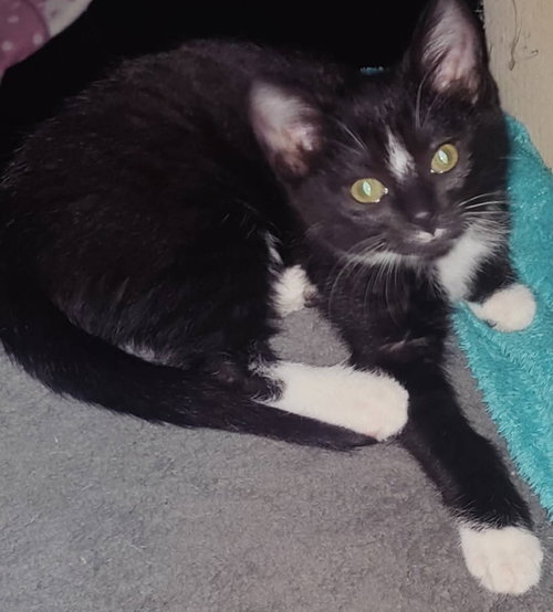 Tuxee Bear photo 4