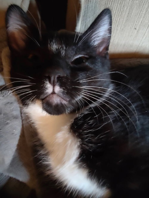 Tuxee Bear photo 5