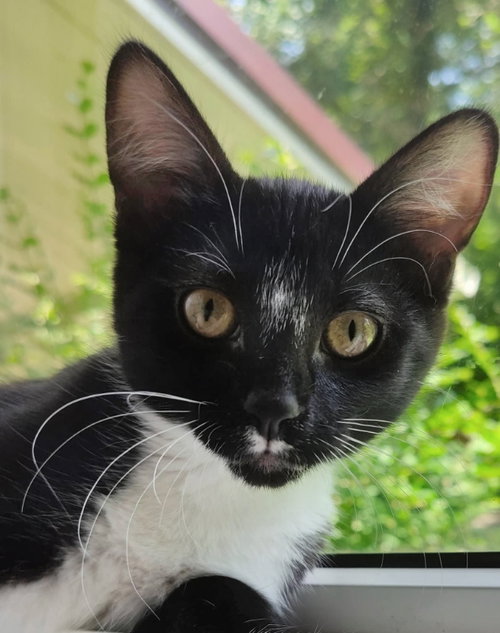 Photo 2 of Tuxee Bear