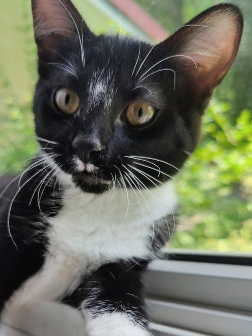 Photo 6 of Tuxee Bear