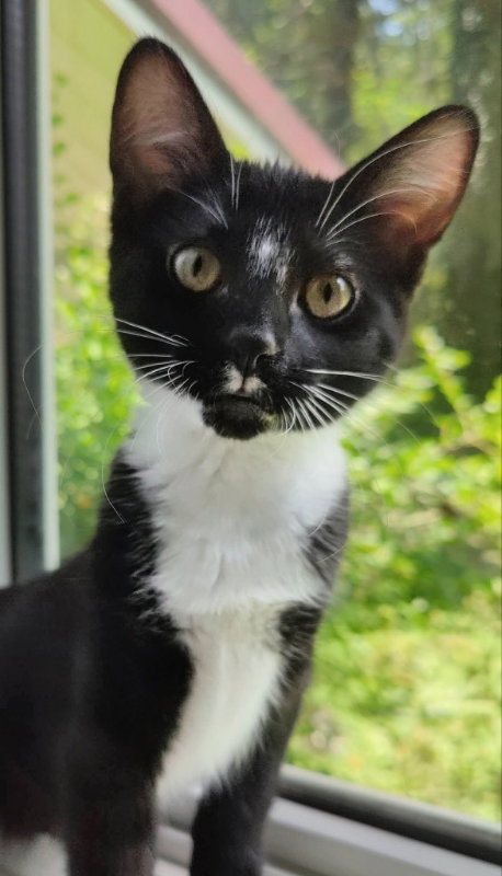 Photo 5 of Tuxee Bear