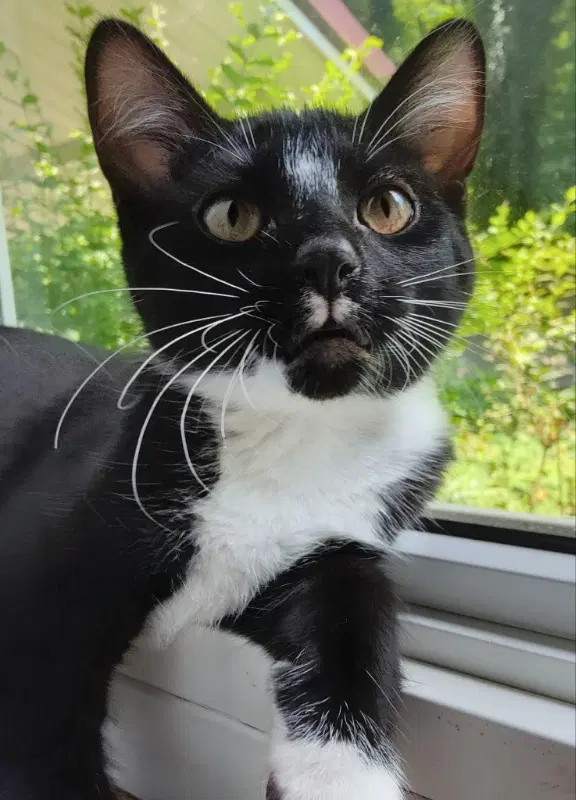 Tuxee Bear image 4