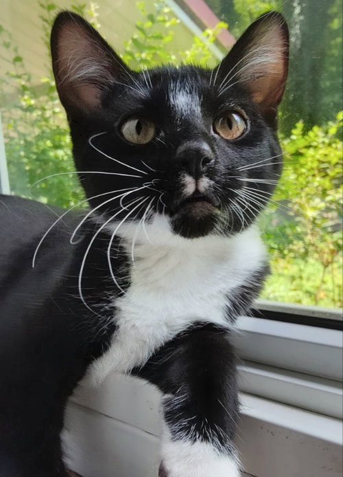 Photo 4 of Tuxee Bear