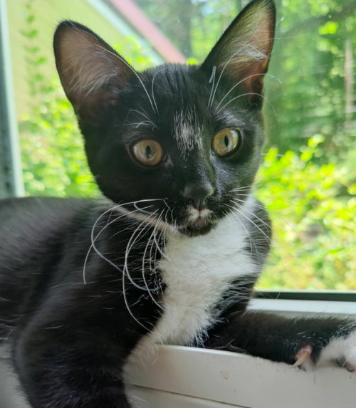 Photo 3 of Tuxee Bear