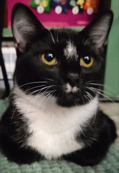 Tuxee Bear, a cat for adoption from Happy Paws Kitten Rescue