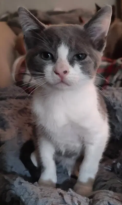 Kayleeann - Domestic Short Hair