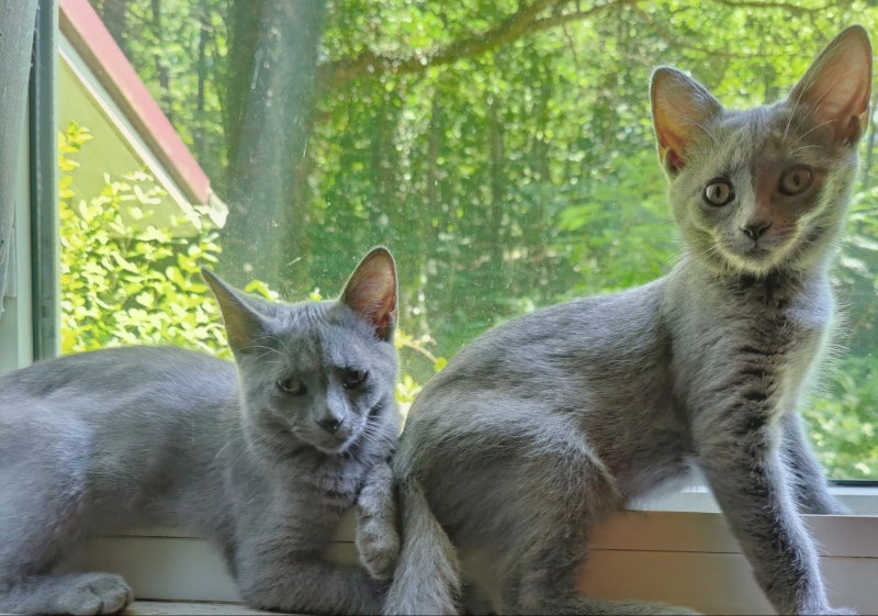 Taylor & Tyalar Image
