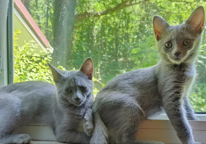 Taylor  Tyalar - Russian Blue