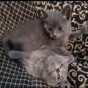 Taylor & Tyalar - Photo 4