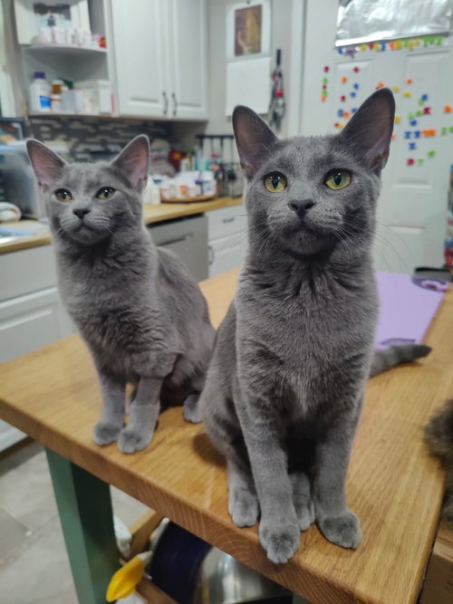 Taylor & Tyalar, a cat for adoption from Happy Paws Kitten Rescue