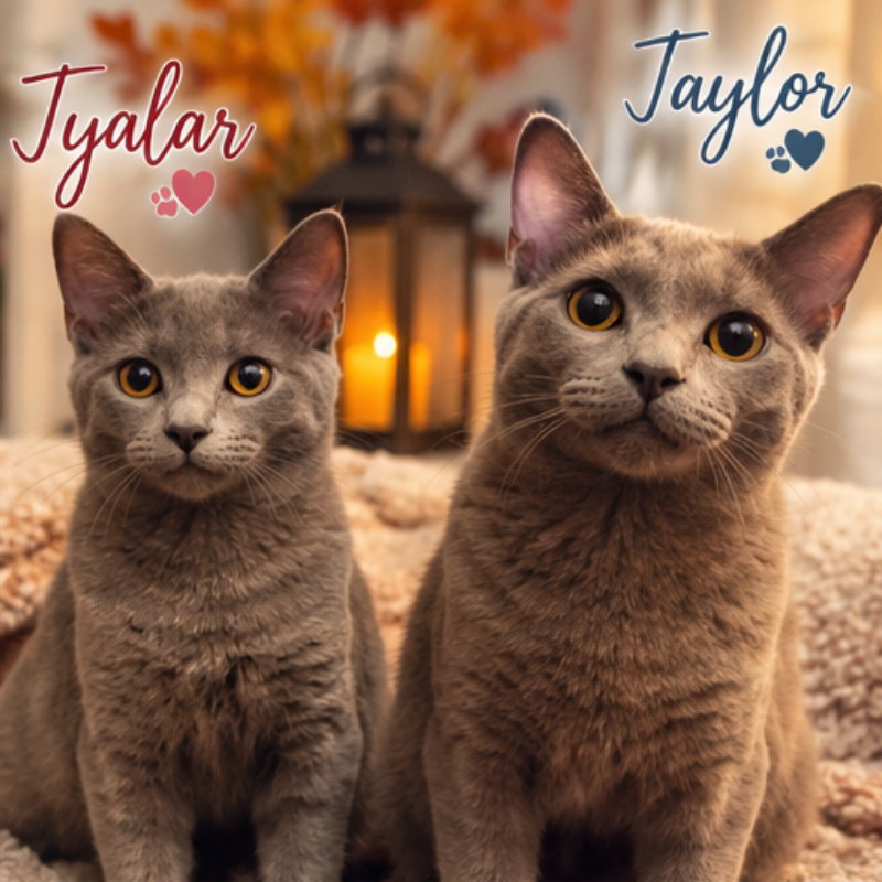 Taylor & Tyalar