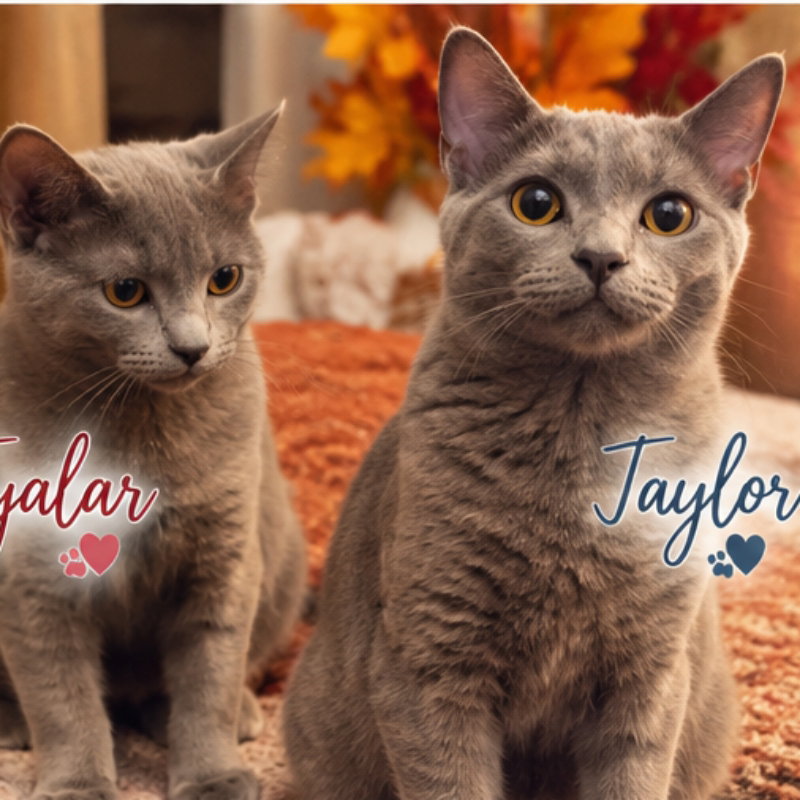 Taylor & Tyalar, photo 2
