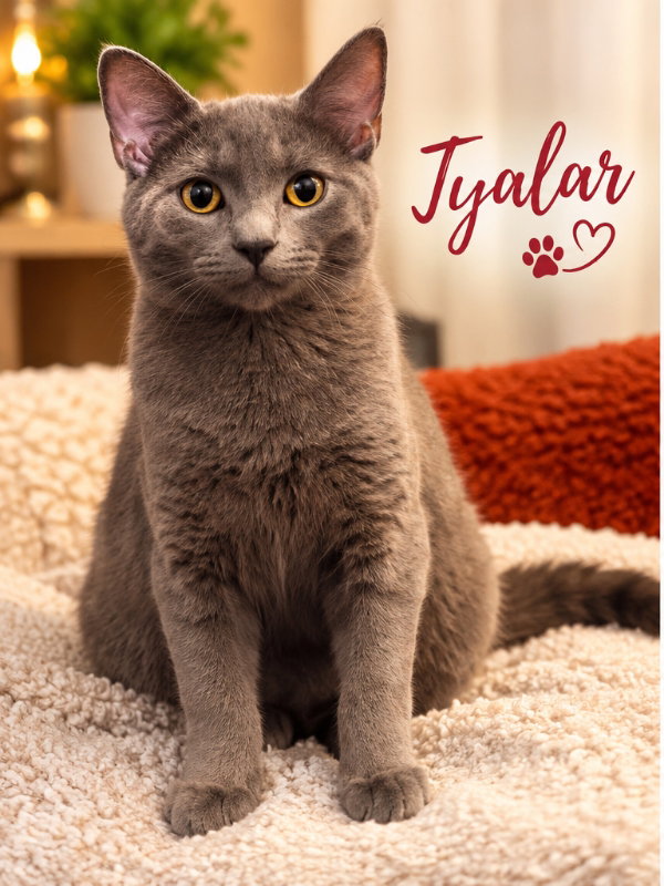 Taylor & Tyalar, photo 3