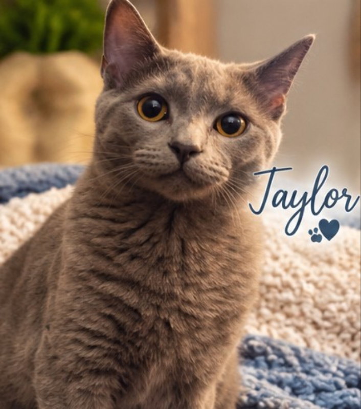Taylor & Tyalar, photo 6