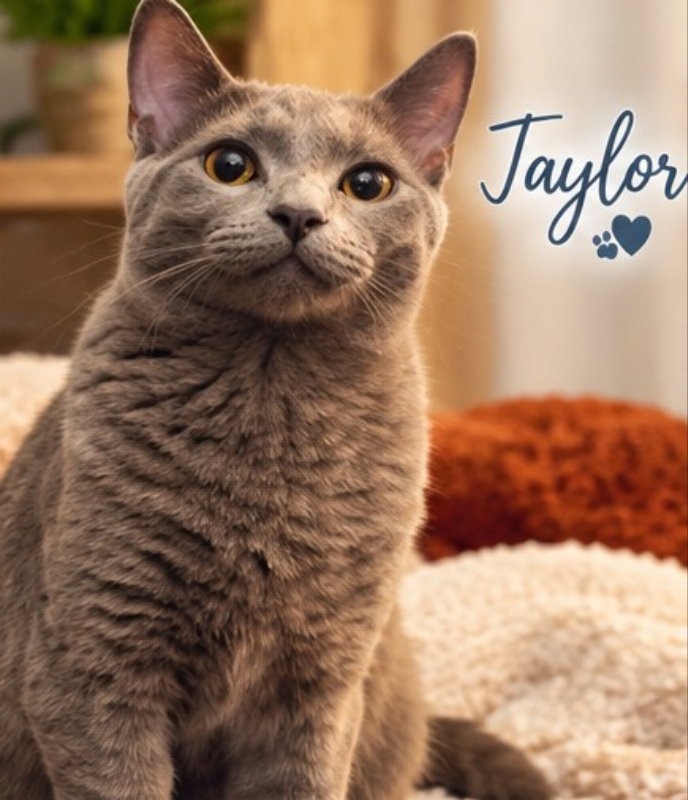 Taylor & Tyalar, photo 8