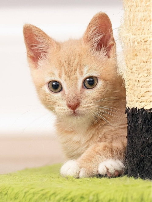 Doc, an adoptable Tabby in knoxville, TN