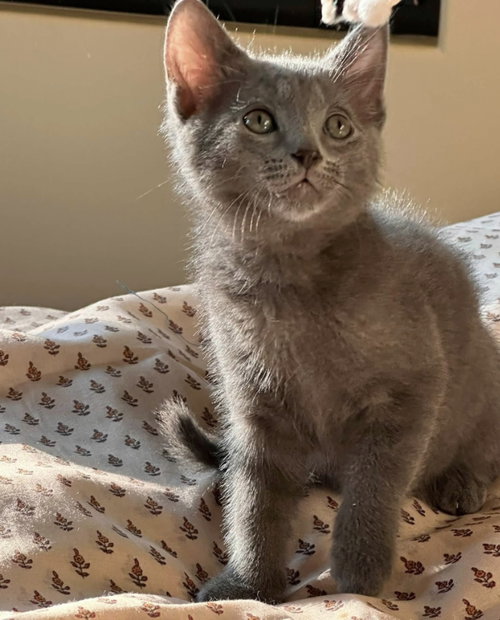Smoky, an adoptable Russian Blue in knoxville, TN