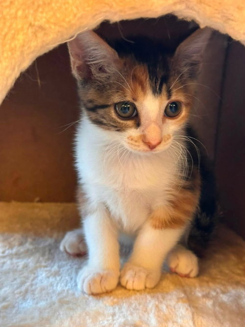 Ruby, an adoptable Calico in knoxville, TN