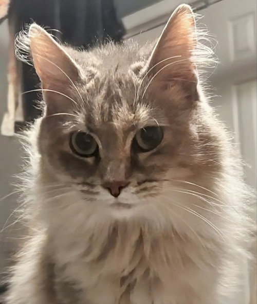 Freya