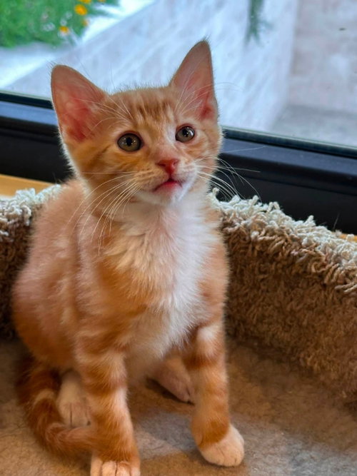 Tangerine