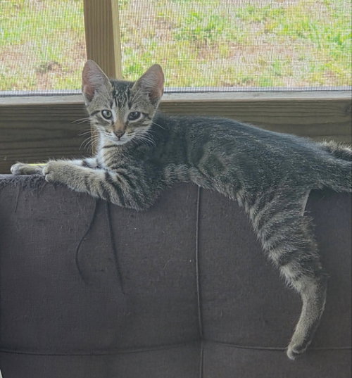 Tiger photo 2