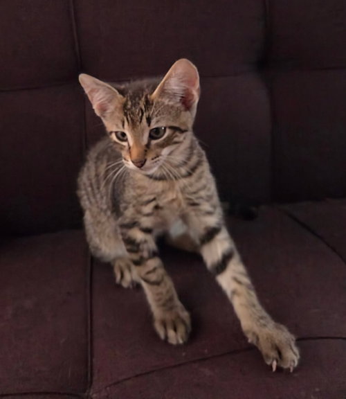 Tiger photo 3