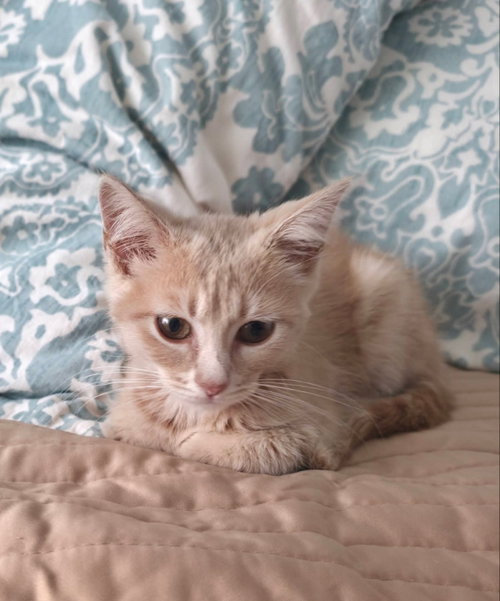 Peanut