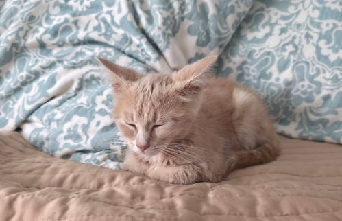 Peanut photo 2