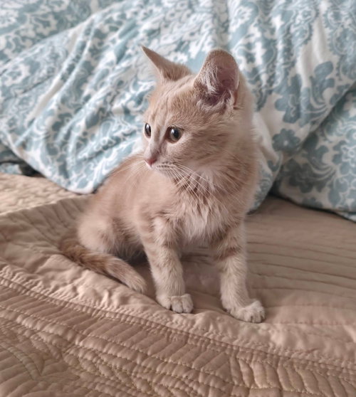Peanut photo 3