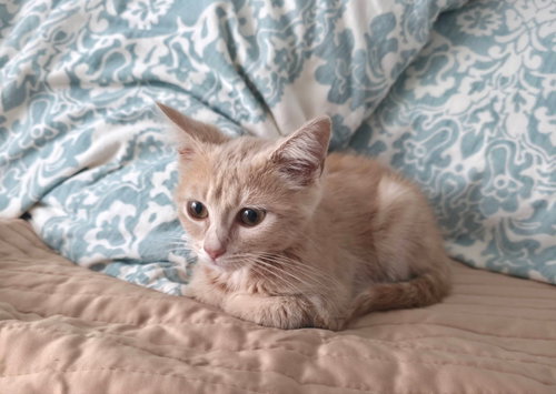 Peanut photo 4