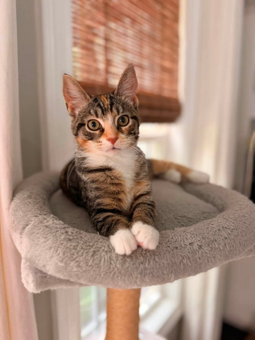 picture of the cat needing adoption
