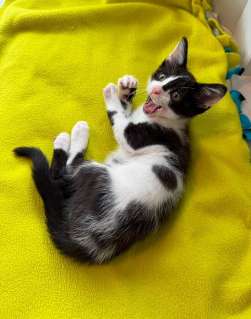 Oreo photo 4