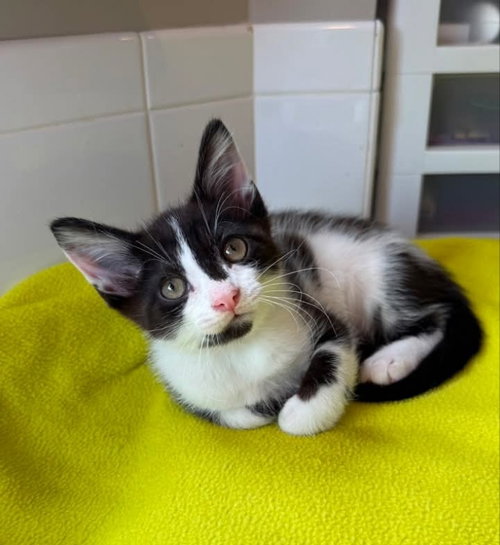 Oreo photo 5