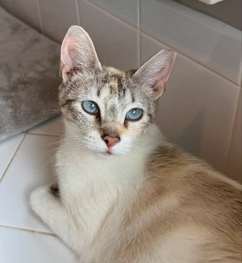 Miss Marshmallow photo 2